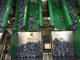 PAKFRUT S.R.L Blueberry Packing Machine 