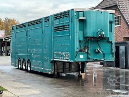 PEZZIOLI 3.Stock Cattle-Cruiser Hals+Tiefbett Typ2
