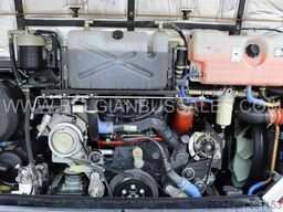 Iveco Evadys 13m / Rear door / NEW!!