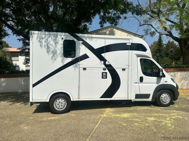 Viehtransporter Fiat Ducato Theault 1-2 Pferde mit Hengsttrennung