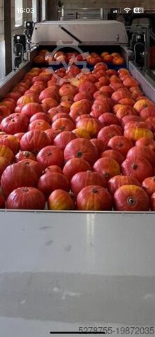 Washing and sorting line for pumpkins Burg Machinery 