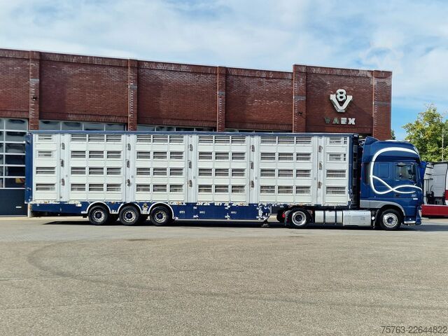Viehtransport Pezzaioli + Daf XF - 3/4 deck livestock - 134.8m2 - Water...