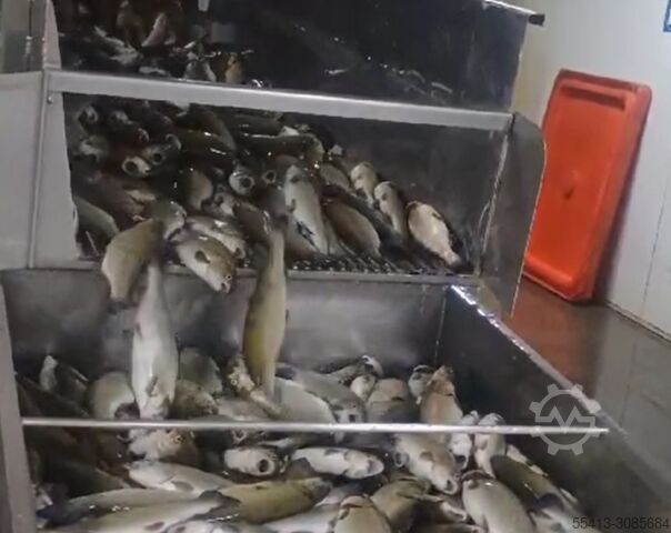 Fish Slaughter Machine Boleto Fish Gutting Machine