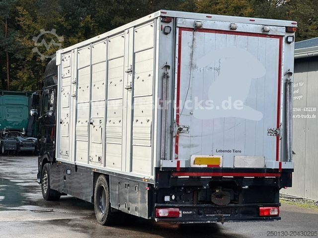 Cattle truck DAF XF 530 4x2 Finkl 2.Stock Viehaufbau