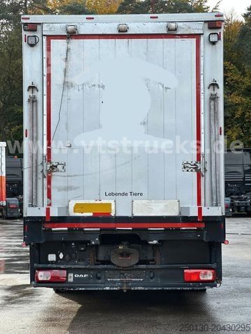 Viehtransporter LKW DAF XF 530 4x2 Finkl 2.Stock Viehaufbau