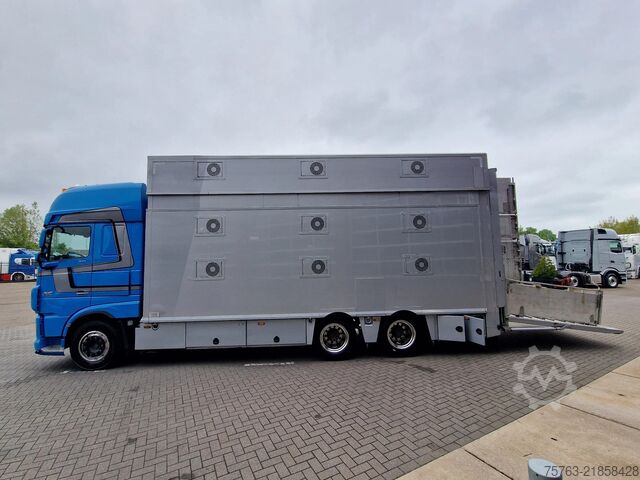 Cattle transport DAF XF 510 6x2 SuperSpaceCab - Livestock Cuppers 3 ...