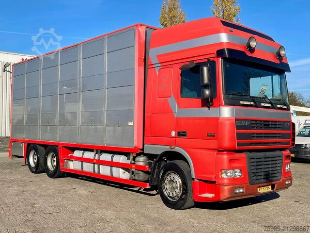 Viehtransport DAF XF 95.430 BERDEX  3 decks. Water, fans, Scales!...