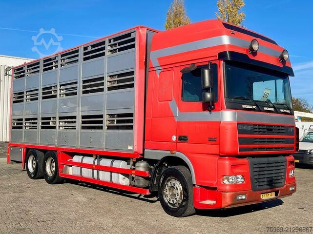 Viehtransport DAF XF 95.430 BERDEX  3 decks. Water, fans, Scales!...