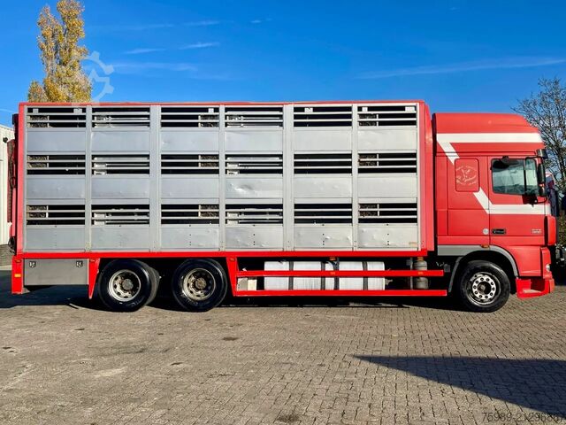 Viehtransport DAF XF 95.430 BERDEX  3 decks. Water, fans, Scales!...
