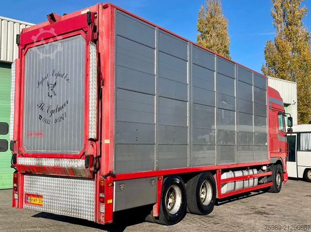 Viehtransport DAF XF 95.430 BERDEX  3 decks. Water, fans, Scales!...
