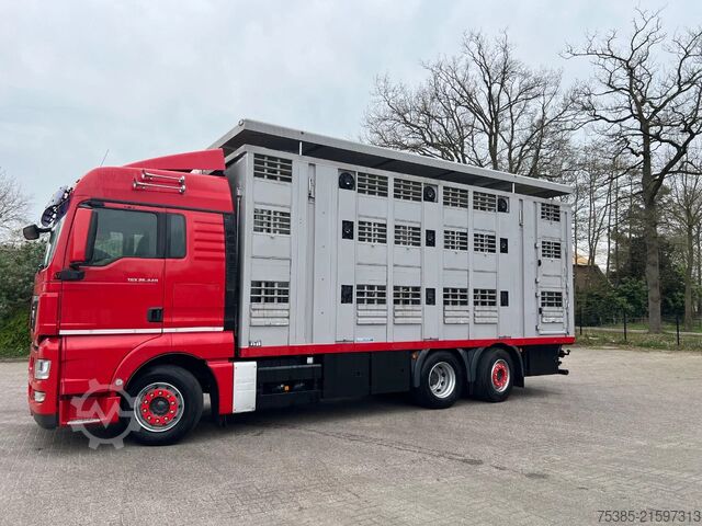Viehtransport MAN TGX 26.440 6x2/4 Menke Livestock Veewagen Gross...