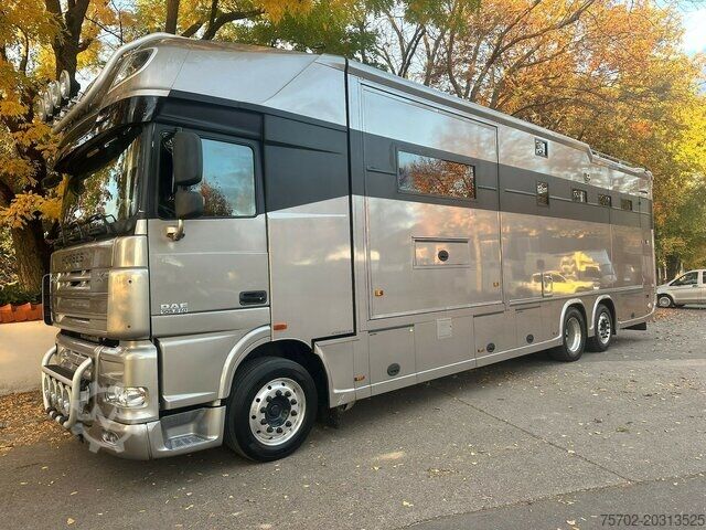 Cattle truck DAF XF 26510 5 Pferde Popout Mega Wohnung Womozul.